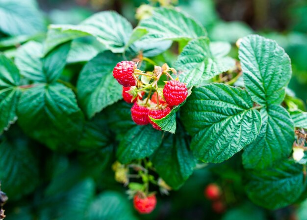 Foglie verdi e bacche mature di lampone maturano nel frutteto