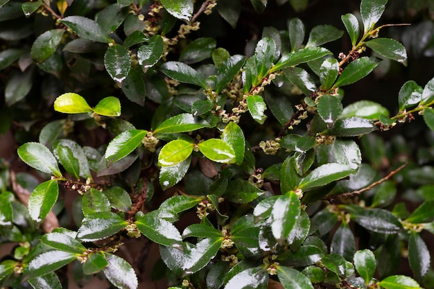 Foglie verdi e boccioli bianchi di eurya japonica in gocce di pioggia con messa a fuoco selettiva sullo sfondo verde