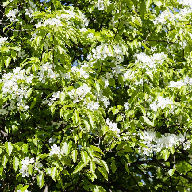 Foglie verdi e fiori bianchi di pero