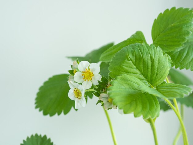 Foglie verdi e fiori di fragola bianchi su un orto bianco sul davanzale