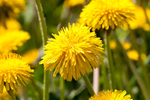 Foglie verdi e fiori gialli di un dente di leone in piena primavera, radura della foresta