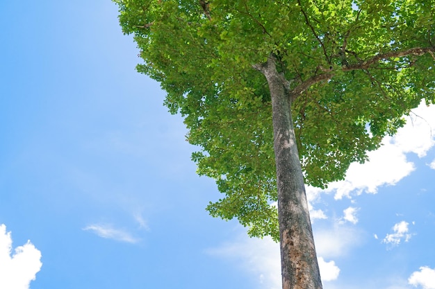 Foglie verdi e grande albero su sfondo blu cielo