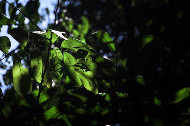 Foglie verdi e luce solare nella mattina