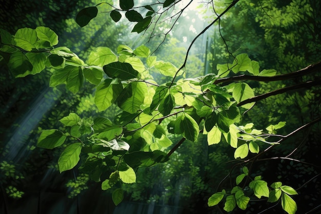 Foglie verdi e luce solare sulle foglie