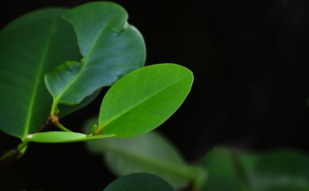 foglie verdi e natura nella foresta