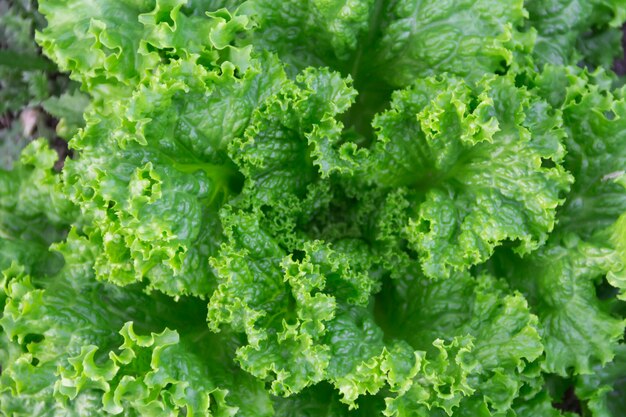 Foglie verdi e porpora della lattuga riccia nel giardino organico