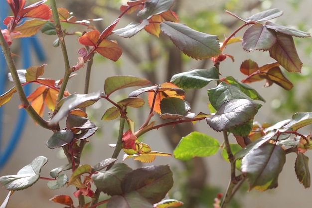 Foglie verdi e rosse con uno sfondo, foglie di forma strana, piante verdi, rosse e gialle