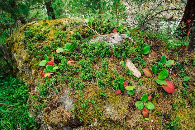 Foglie verdi e rosse della fine di bergenia crassifolia su.