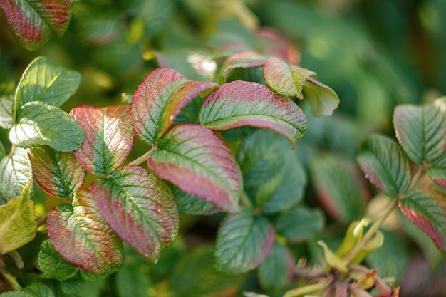 Foglie verdi e rosse in primo piano