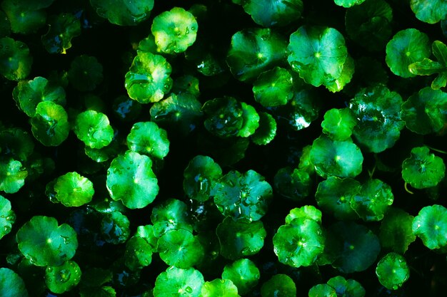 Foglie verdi e sfondo di goccioline d&#39;acqua. Tonalità di colore verde scuro al mattino.