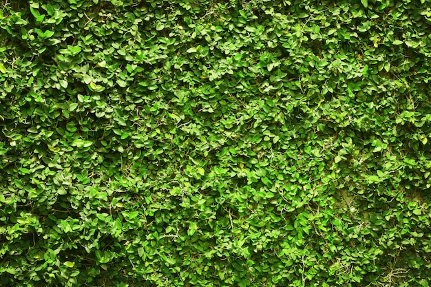 Foglie verdi edera coprivano il muro. del recinto di albero naturale per opere d'arte di design.