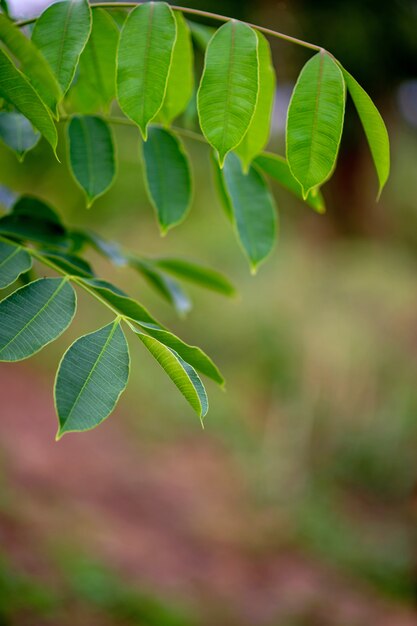 Foglie verdi, foto di foglie verdi ricche di aree naturali Concetto di amore per la natura