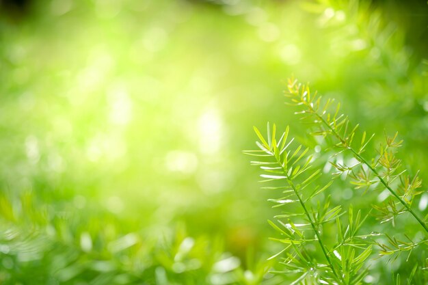 Foglie verdi fresche con lo spazio della copia, fondo vago del bokeh e del sole.