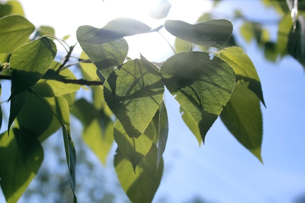 Foglie verdi fresche degli alberi su un cielo blu chiaro