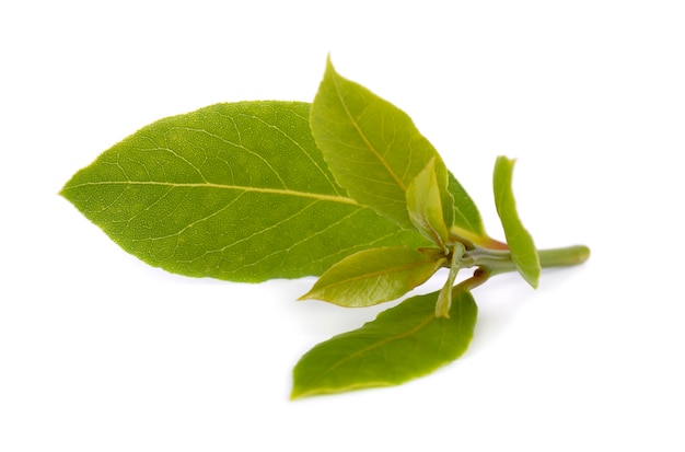 Foglie verdi fresche della foglia di alloro isolate su bianco. Laurus isolato.