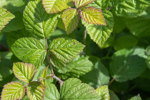 Foglie verdi fresche della pianta del cespuglio con le spine su un gambo del rovo Rubus ulmifolius zarzamora