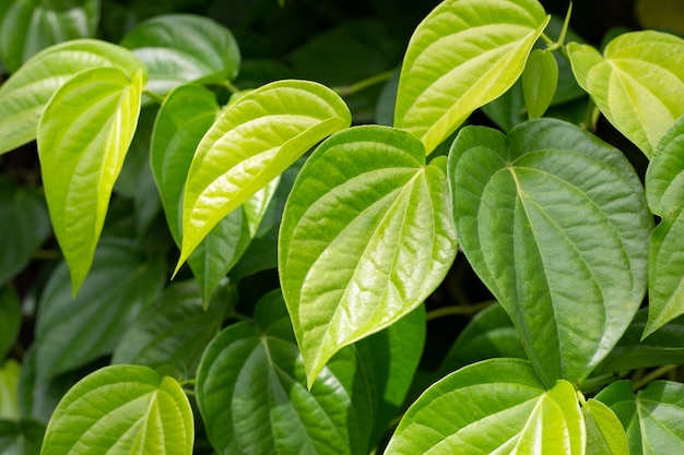 Foglie verdi fresche della pianta di betel che cresce in graden