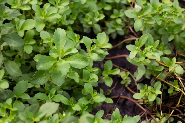 Foglie verdi fresche della pianta di stevia