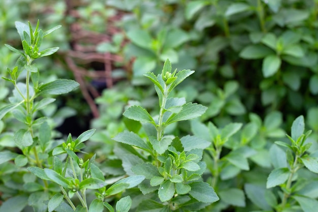 Foglie verdi fresche della pianta di stevia