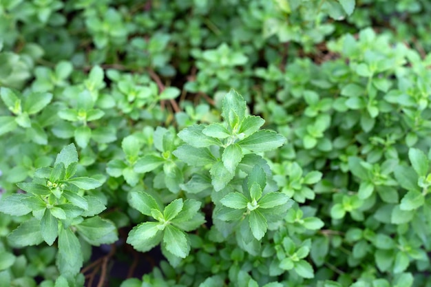 Foglie verdi fresche della pianta di stevia