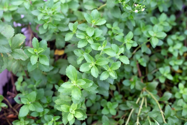 Foglie verdi fresche della pianta di stevia