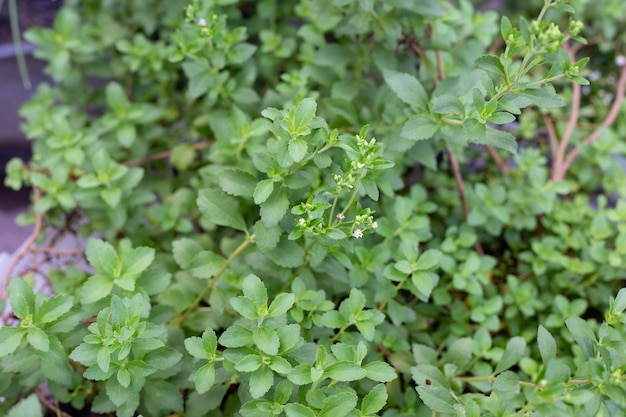 Foglie verdi fresche della pianta di stevia