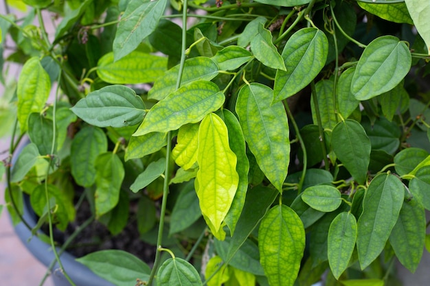 Foglie verdi fresche della pianta di tiliacora triandra