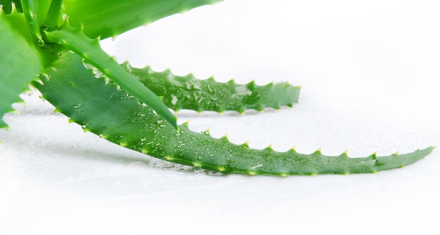 Foglie verdi fresche di aloe vera