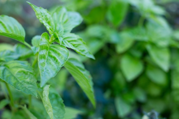 Foglie verdi fresche di basilico aromatico ocimum basilicum che cresce in un bellissimo sfondo naturale di serra