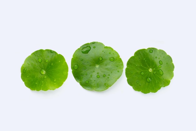 Foglie verdi fresche di centella asiatica con goccia d'acqua