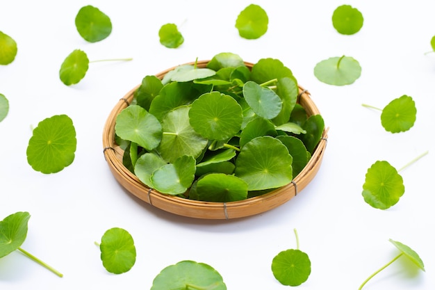 Foglie verdi fresche di centella asiatica o pianta di centella asiatica