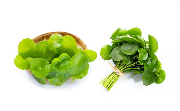 Foglie verdi fresche di centella asiatica o pianta di centella asiatica