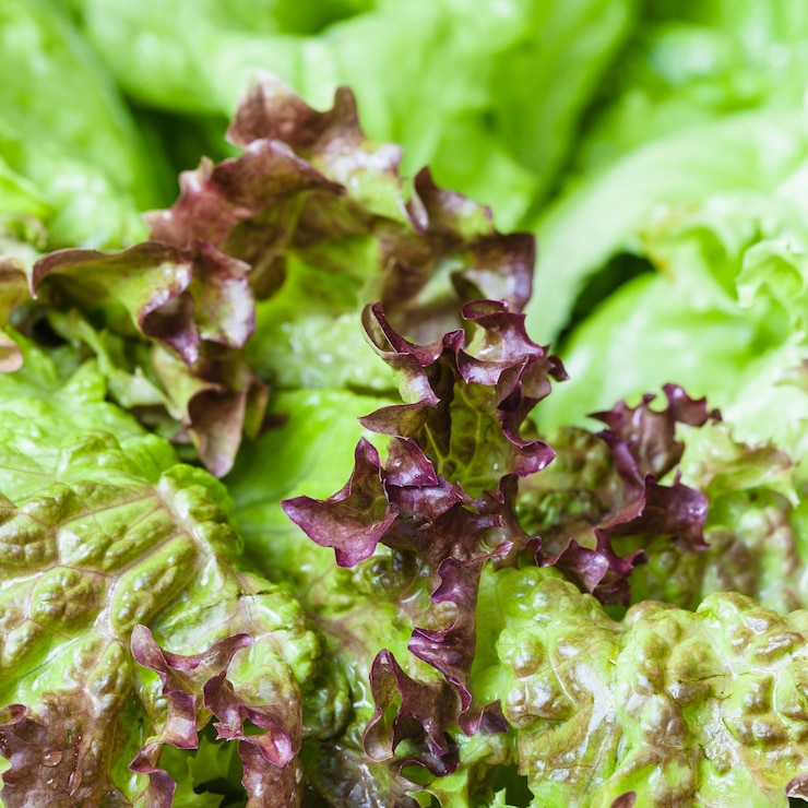 Foto foglie verdi fresche di lattuga lollo rosso da vicino