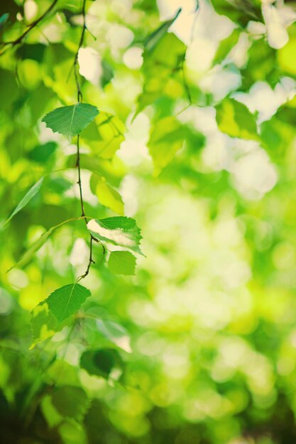 Foglie verdi fresche di stile instagram di betulla