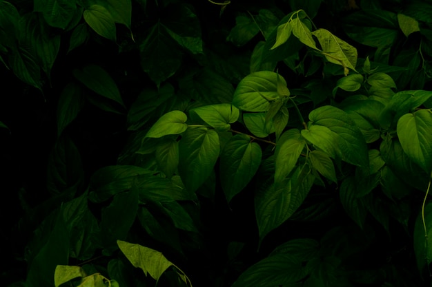 Foglie verdi fresche dopo la natura oscura della pioggia