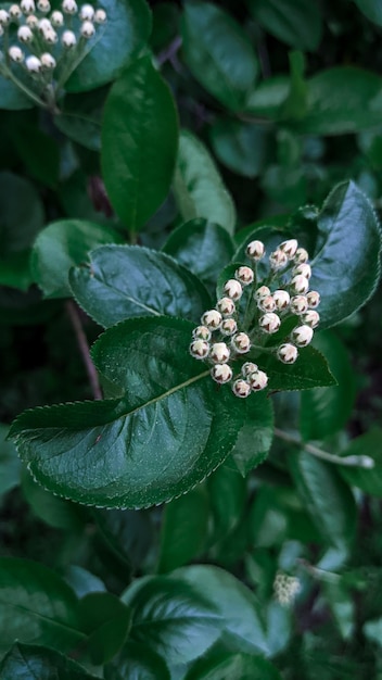 Foglie verdi fresche e fiori bianchi