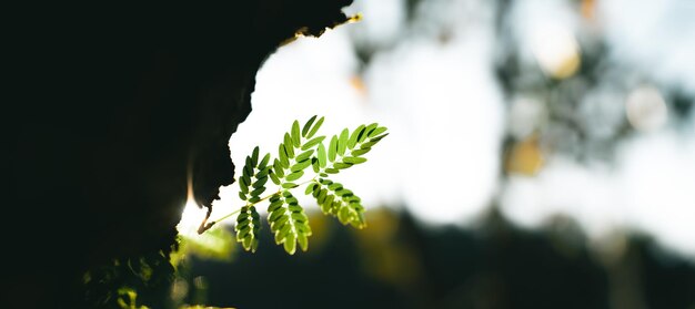 Foglie verdi fresche in estate foglie naturali la sera