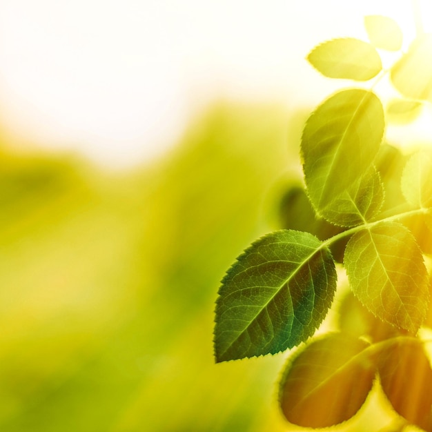 Foglie verdi fresche in primavera