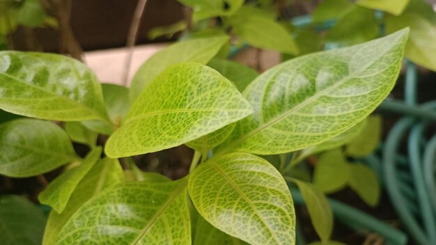 Foglie verdi fresche in una foto del primo piano