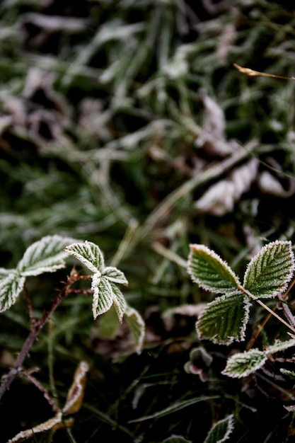 Foglie verdi ghiacciate Mattina gelida nei Carpazi Ucraina Sentieri per passeggiate ed escursioni nella cresta Borzhava Area rurale dei Carpazi in autunno