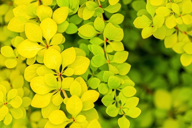 Foglie verdi gialle gialle del crespino giapponese dorato, fondo del fogliame di Berberis thunbergii Aurea