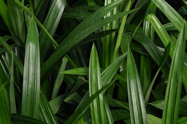 Foglie verdi in foglie di concetto di natura tropicale