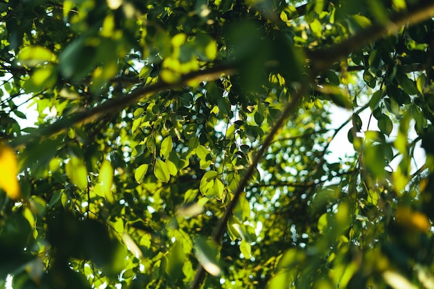 Foglie verdi in natura in estate sfondo eveningleaf