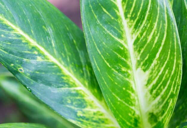 Foglie verdi in natura utilizzata come sfondo, copia spazio.