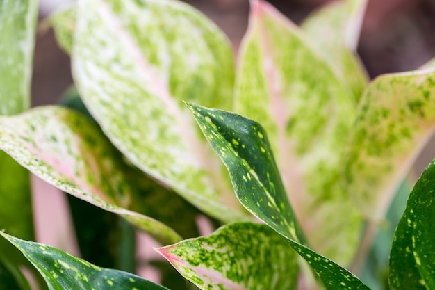 Foglie verdi in natura utilizzata come sfondo, copia spazio.