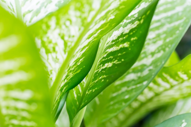 Foglie verdi in natura utilizzata come sfondo, copia spazio.