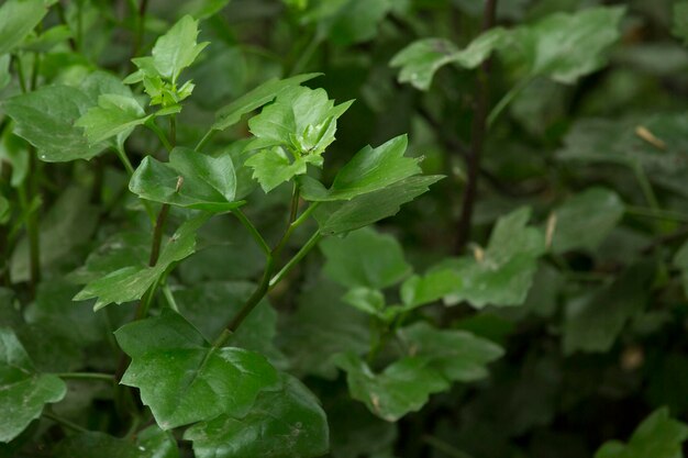 Foglie verdi in un parco piante selvatiche sfondo verde