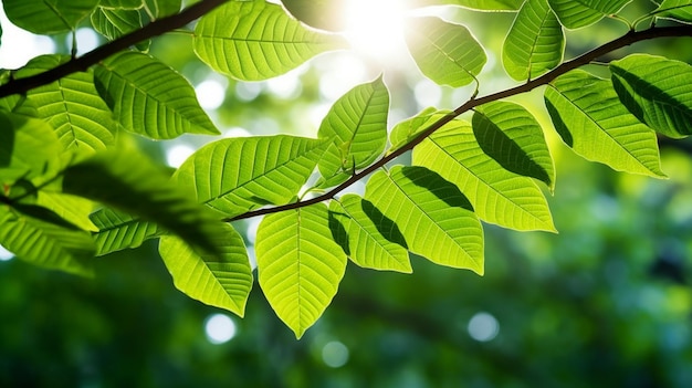 foglie verdi in una foresta con sfondo solare