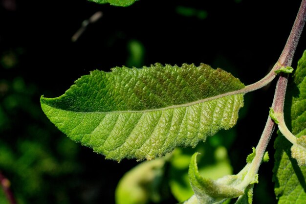 Foglie verdi in una giornata di sole nella vista