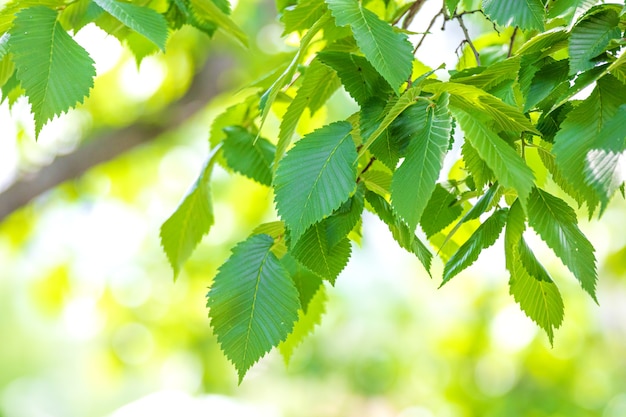 Foglie verdi in una giornata di sole